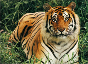 A Bengal Tiger