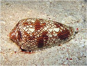 A Cone Shell