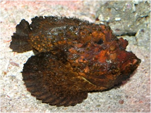 A Stonefish