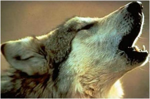 A Timber Wolf Howling