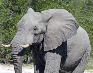 An African Elephant