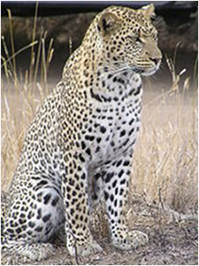 A Leopard