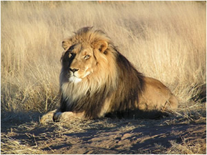 A Male Lion